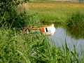 RIC 2* in sloot Eilandpolder
