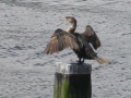 aalscholver