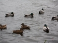 2009novembervierenlvl-4716