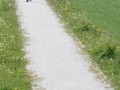 11steden2010-evl-2803