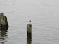 2011skiffhead-lvl-3003