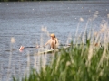 2012nsrfza-mvk--6057