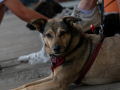 20250628-ZDSC_0035