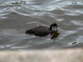 20250628-ZDSC_0095
